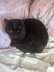 Lost Male Cat last seen Near Myano Lane, Stamford, CT 06902