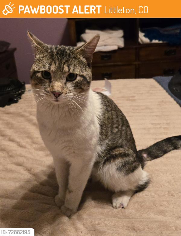 Found/Stray Male Cat last seen Acoma and Euclid , Littleton, CO 80120