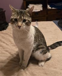 Found/Stray Male Cat last seen Acoma and Euclid , Littleton, CO 80120