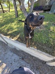 Reunited Unknown Dog last seen Tejas Valley RV Park, San Antonio, TX 78253