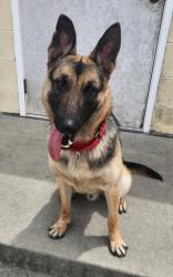 Shelter Stray Male Dog last seen Hwy 17 Bypass, North Myrtle Beach, SC, 409 Bay St, North Myrtle Beach, SC 29582, USA
