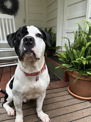 Shelter Stray Male Dog last seen Atlanta, GA 30318, Atlanta, GA 30336