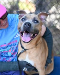 Shelter Stray Female Dog last seen CANDLER RD AND RAINBOW DR, 30034, GA, Atlanta, GA 30341