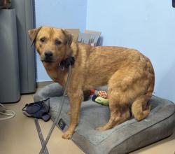 Shelter Stray Male Dog last seen Near Presidents Walk Tucker, 30084, 30084, GA, Atlanta, GA 30341