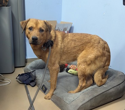 Shelter Stray Male Dog last seen Near Presidents Walk Tucker, 30084, 30084, GA, Atlanta, GA 30341