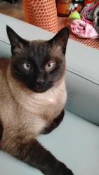 Lost Male Cat last seen Near Spruce Rd Motley mn 56466, Motley, MN 56466