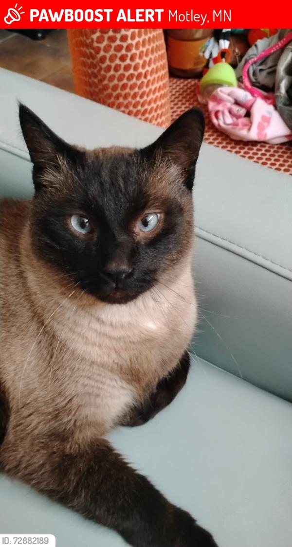 Lost Male Cat last seen Near Spruce Rd Motley mn 56466, Motley, MN 56466