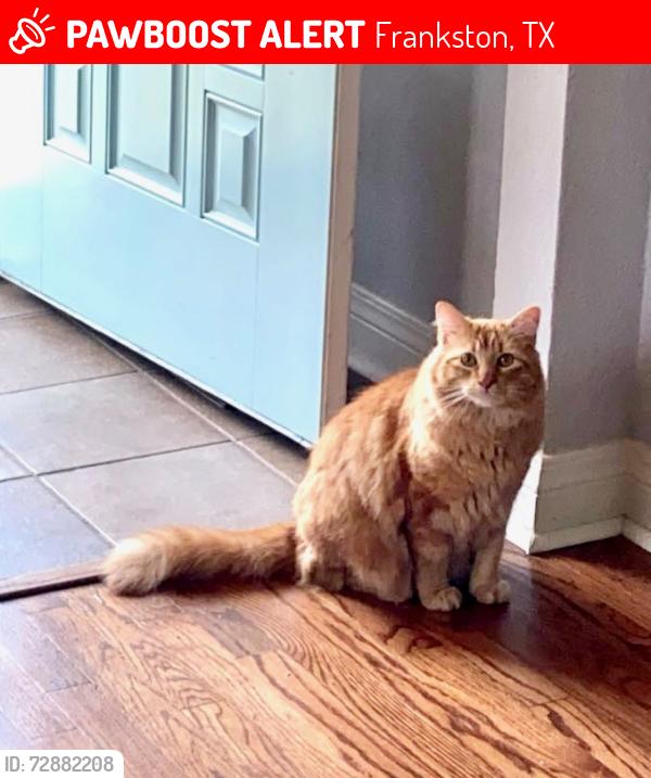 Lost Male Cat last seen County Road 4117 Across from Big Steve’s RV Park, Frankston, TX 75763