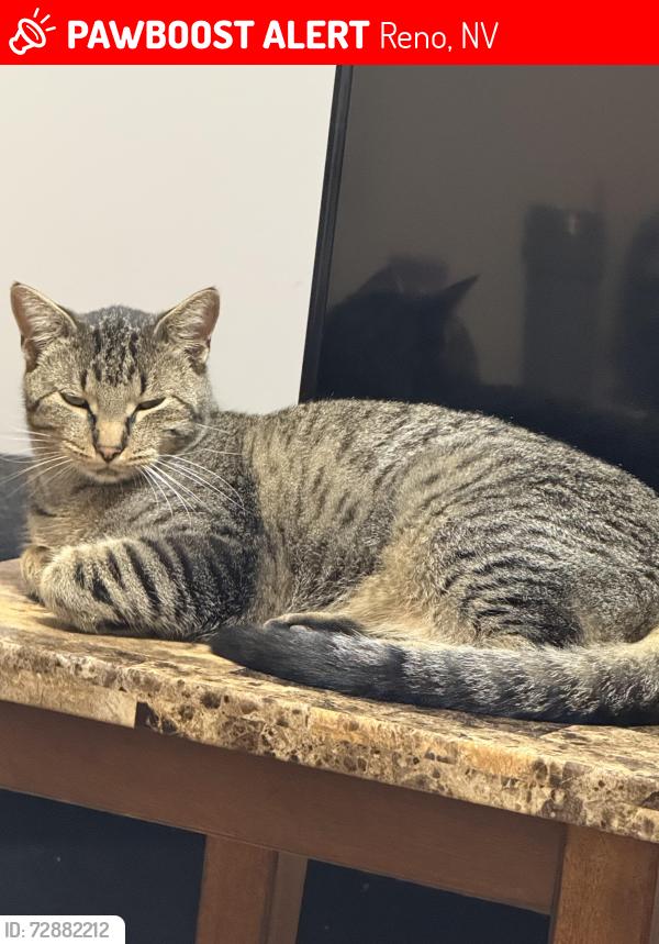 Lost Male Cat last seen North Virginia St, Reno, NV 89506