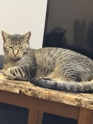 Lost Male Cat last seen North Virginia St, Reno, NV 89506