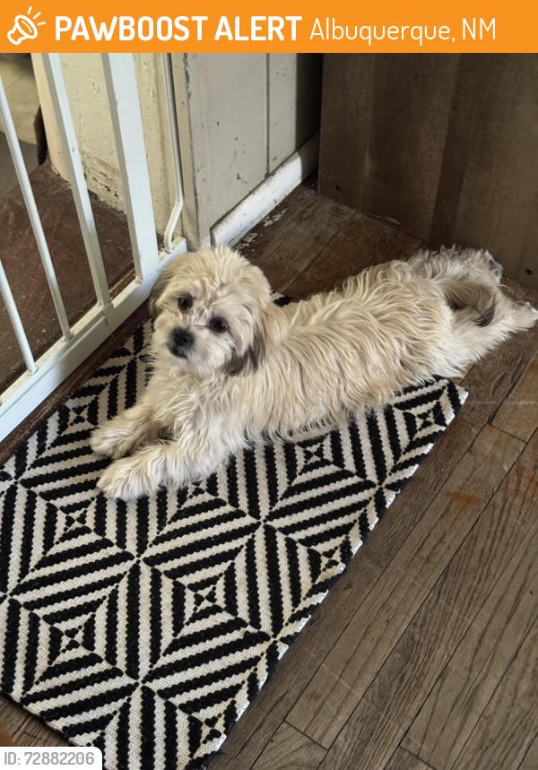 Found/Stray Female Dog last seen Bridge and La Vega, Albuquerque, NM 87105