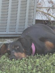 Found/Stray Unknown Dog last seen Tejas Valley RV Park, San Antonio, TX 78253
