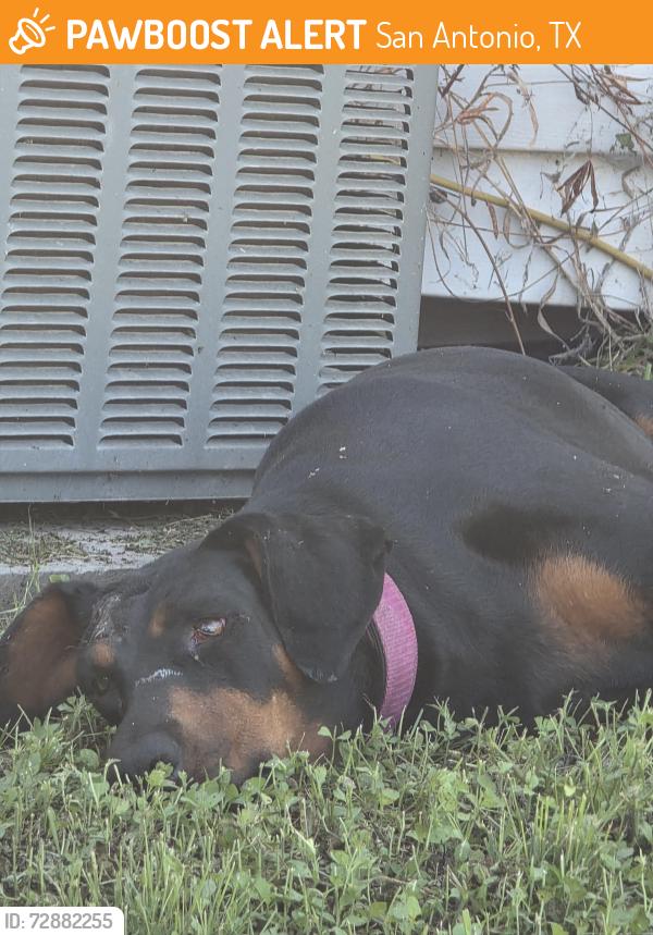 Found/Stray Unknown Dog last seen Tejas Valley RV Park, San Antonio, TX 78253