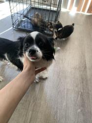 Lost Male Dog last seen W Orem dr , Houston, TX 77085