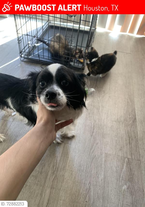 Lost Male Dog last seen W Orem dr , Houston, TX 77085