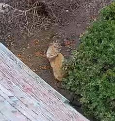 Found/Stray Male Cat last seen Near new brunswick ave, Piscataway, NJ 08854