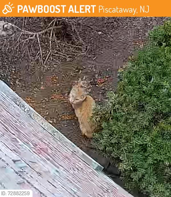 Found/Stray Male Cat last seen Near new brunswick ave, Piscataway, NJ 08854