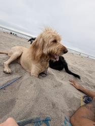 Lost Male Dog last seen Carancho and Calle Colina, Temecula, CA 92590
