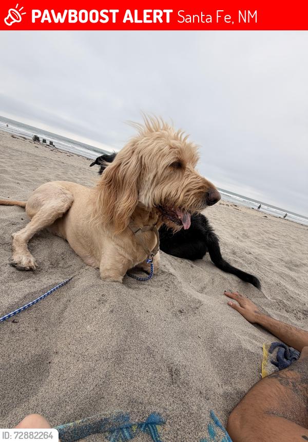 Lost Male Dog last seen Carancho and Calle Colina, Temecula, CA 92590