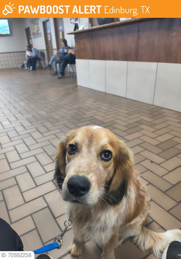 Found/Stray Male Dog last seen Mercedes TX , Edinburg, TX 78539