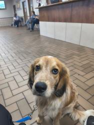 Found/Stray Male Dog last seen Mercedes TX , Edinburg, TX 78539