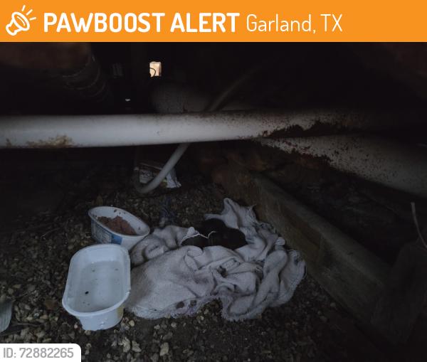 Found/Stray Female Cat last seen LaPrada & NW, Garland, TX 75043