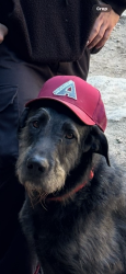 Lost Male Dog last seen Carancho and Los Gatos, Temecula, CA 92590