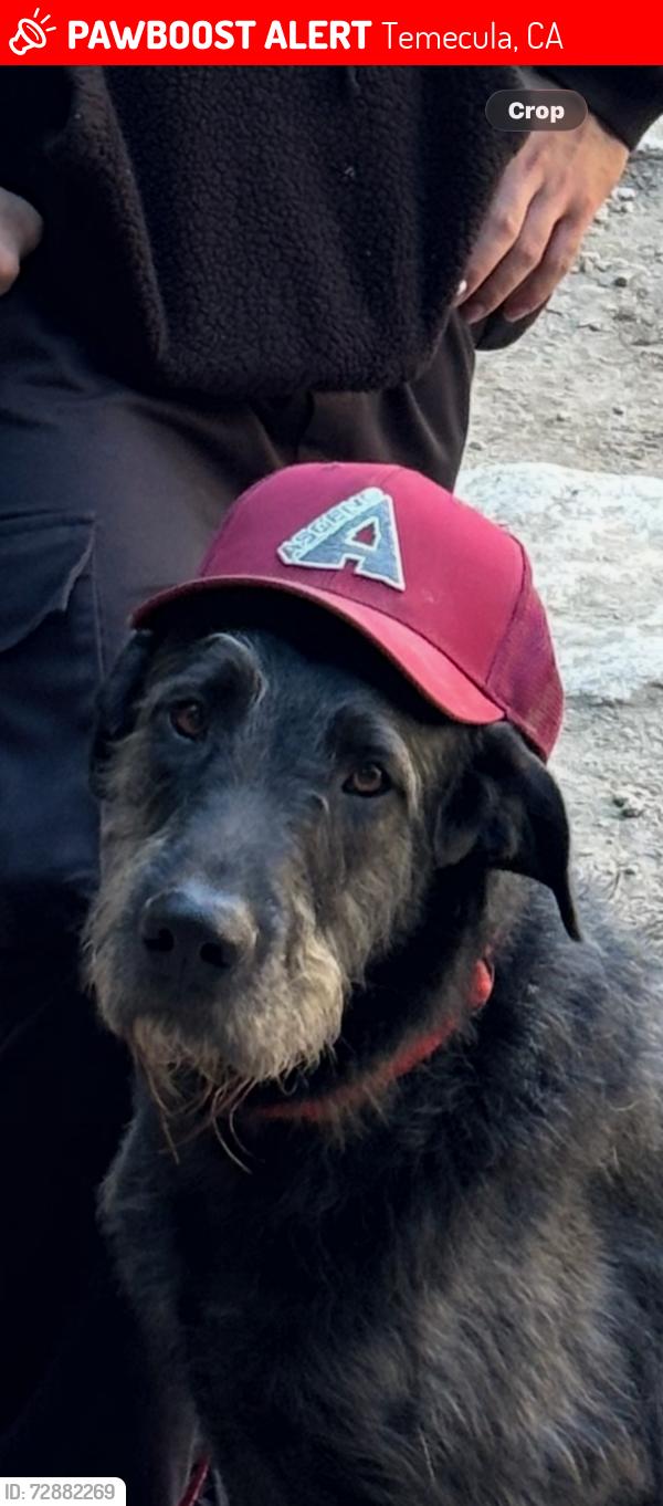 Lost Male Dog last seen Carancho and Los Gatos, Temecula, CA 92590