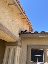 Reunited Unknown Cat last seen Laurelglenn, Las Vegas, NV 89144