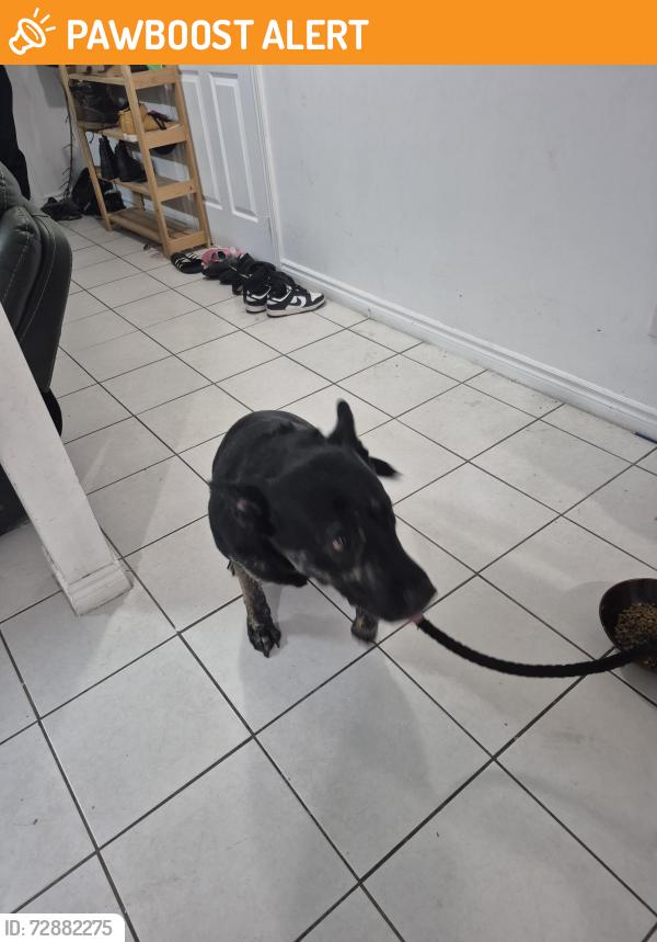 Found/Stray Male Dog last seen Mavis eglinton, Mississauga, ON L5V 2Y7