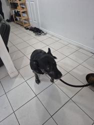 Found/Stray Male Dog last seen Mavis eglinton, Mississauga, ON L5V 2Y7