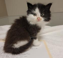 Shelter Stray Female Cat last seen San Leandro Marina Drive, SAN LEANDRO, CA, 94577, Oakland, CA 94621