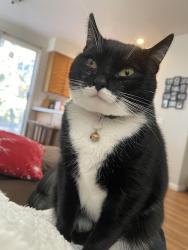 Lost Female Cat last seen Lakeview Park , San Marcos, CA 92078