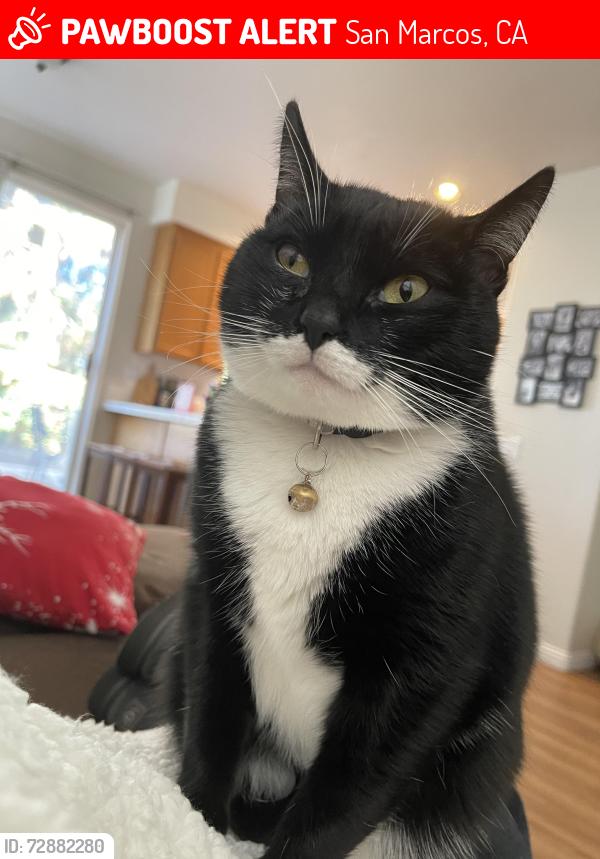 Lost Female Cat last seen Lakeview Park , San Marcos, CA 92078