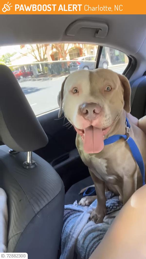 Found/Stray Male Dog last seen Carmel Rd in Pineville, Charlotte, NC 28226
