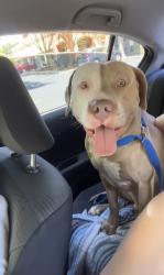 Found/Stray Male Dog last seen Carmel Rd in Pineville, Charlotte, NC 28226