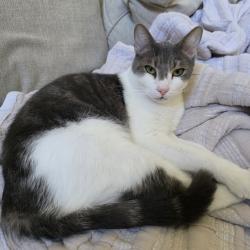 Lost Male Cat last seen 15th and Coit, Plano, TX 75075