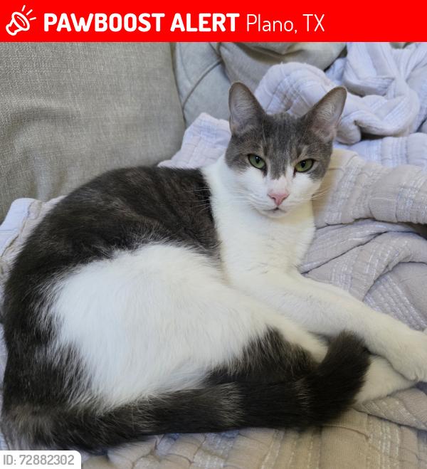 Lost Male Cat last seen 15th and Coit, Plano, TX 75075