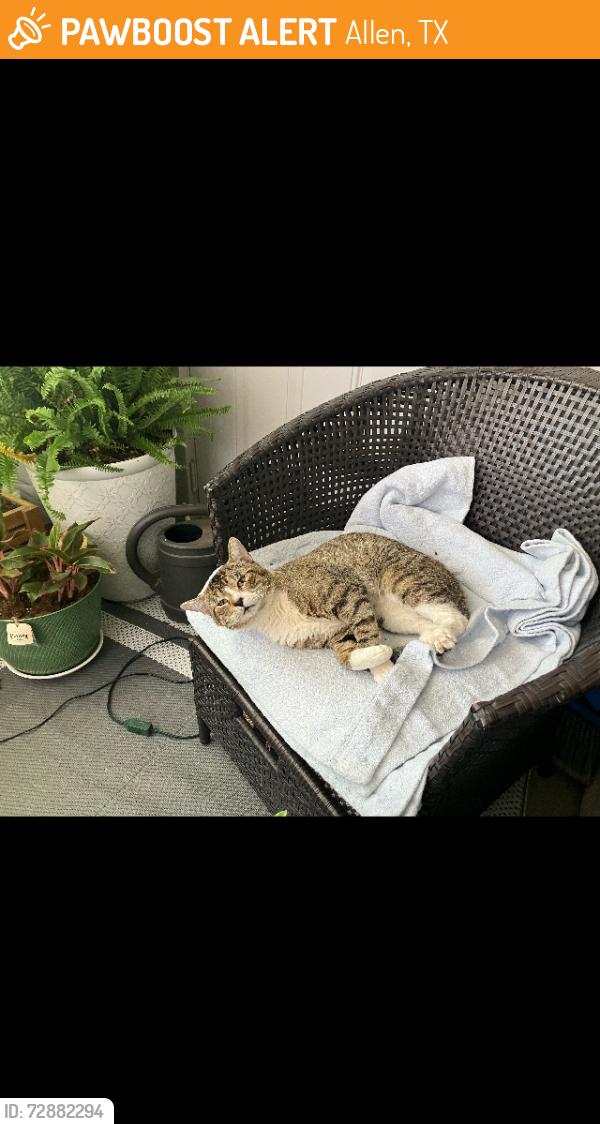 Found/Stray Male Cat last seen Exchange by heb, Allen, TX 75002