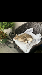 Found/Stray Male Cat last seen Exchange by heb, Allen, TX 75002