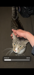 Found/Stray Unknown Cat last seen Dead end street, in our backyard at silver oak drive, Pittsburgh, PA 15220