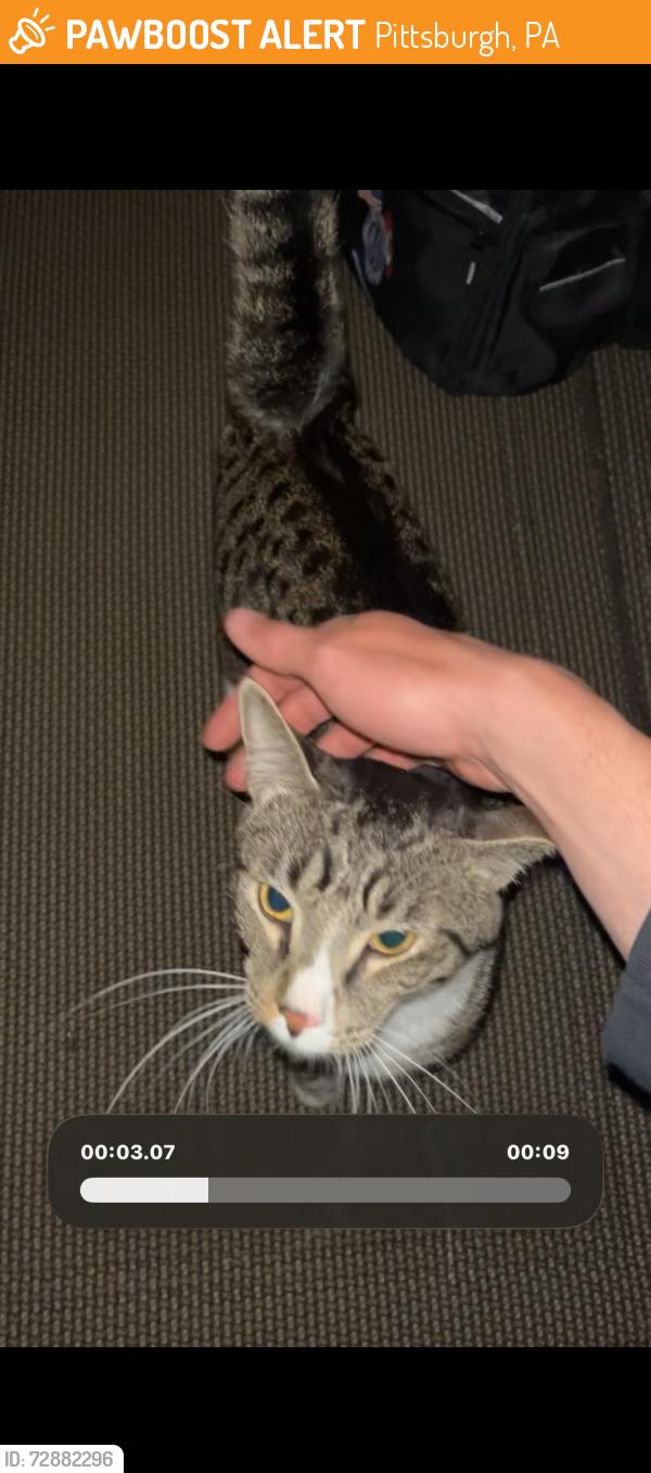 Found/Stray Unknown Cat last seen Dead end street, in our backyard at silver oak drive, Pittsburgh, PA 15220