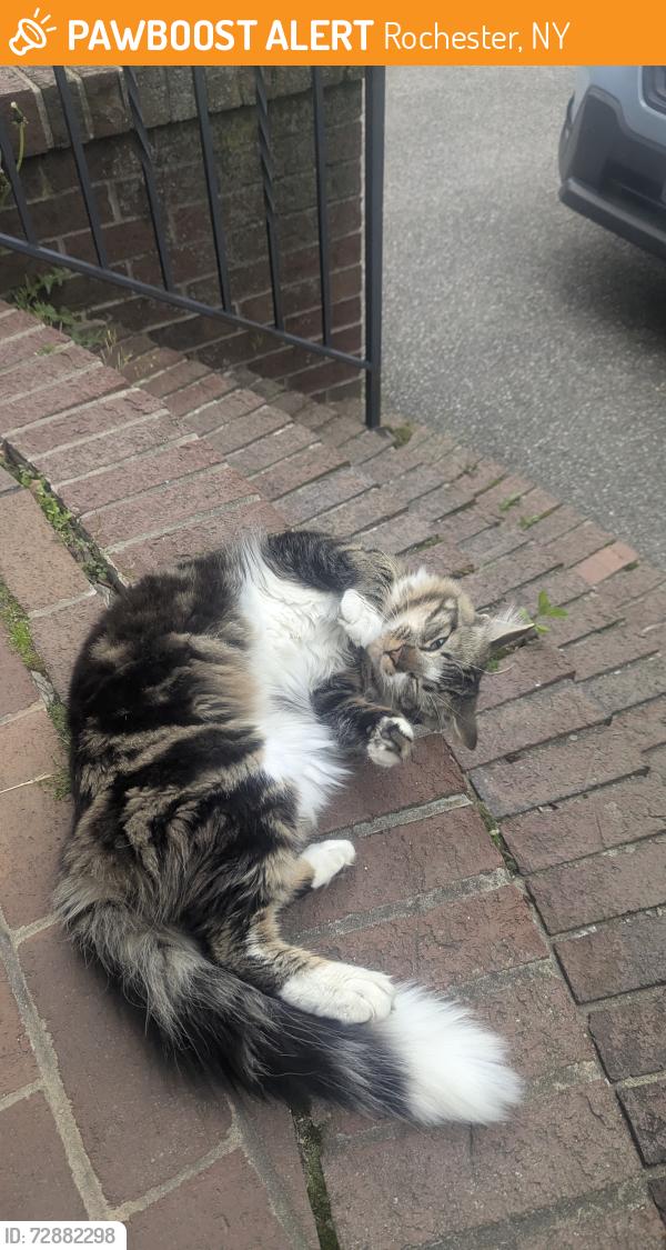 Found/Stray Male Cat last seen mc kinster st and ferris street, Rochester, NY 14609