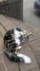 Found/Stray Male Cat last seen mc kinster st and ferris street, Rochester, NY 14609