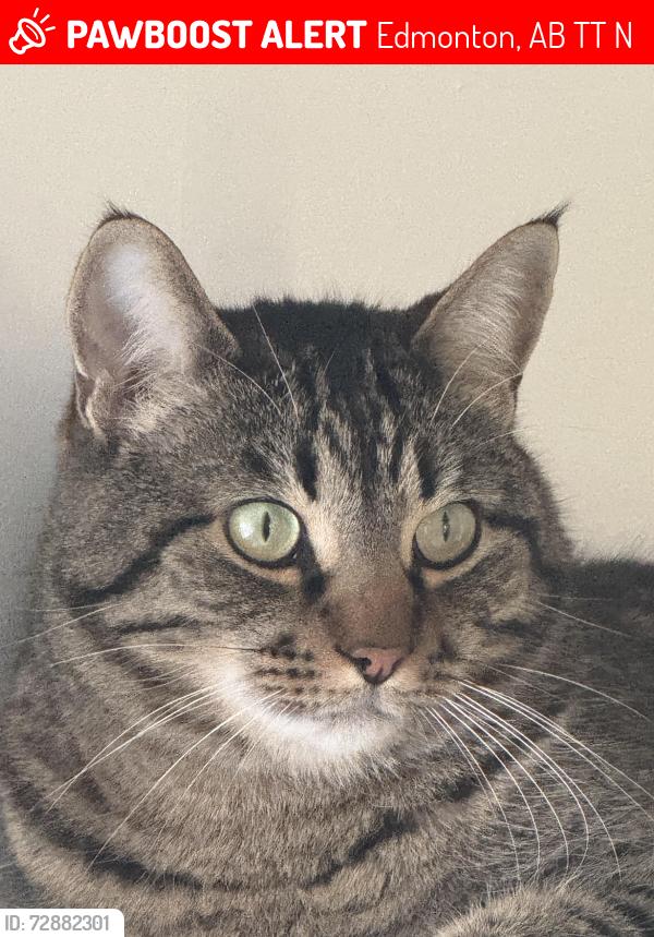 Lost Male Cat last seen Near avenue and 28 street Edmonton south side, Edmonton, AB T6T 1N3