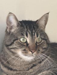 Lost Male Cat last seen Near avenue and 28 street Edmonton south side , Edmonton, AB T6T 1N3