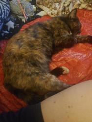 Lost Female Cat last seen Gray's creek church road, Hope Mills, NC 28348