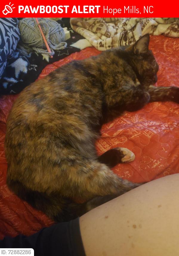 Lost Female Cat last seen Gray's creek church road, Hope Mills, NC 28348