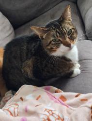Reunited Male Cat last seen 160th St E & Woodland Ave E, Frederickson, WA 98375