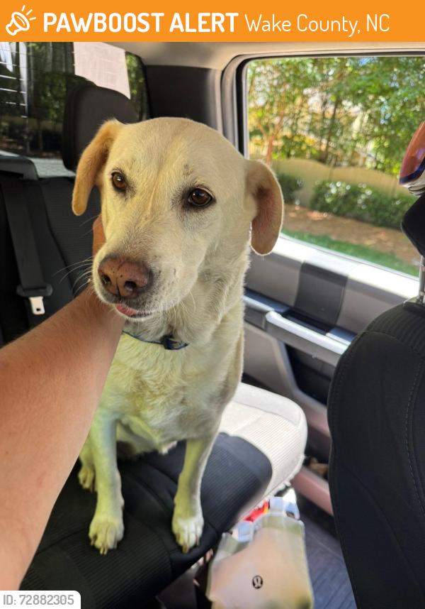 Found/Stray Unknown Dog last seen West Lake road-Apex, Wake County, NC 27539